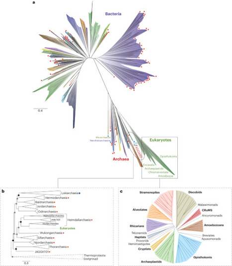 The ever-changing tree of life | Nmb | RMH | S...