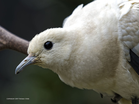 Nikon 1 Versus Olympus for Bird Photography | Mirrorless Cameras | Scoop.it