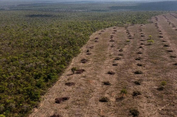 Brésil : la déforestation dans le Cerrado dépasse celle de l'Amazonie, une première