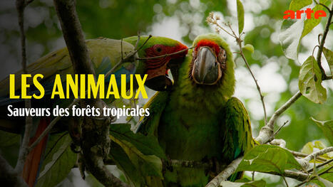 Les animaux, sauveurs des for&ecirc;ts tropicales&nbsp; | &Eacute;cosyst&egrave;mes Tropicaux | Scoop.it