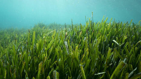 La justice fran&ccedil;aise reconna&icirc;t pour la premi&egrave;re fois le pr&eacute;judice &eacute;cologique d'atteinte &agrave; l'herbier de posidonie | Biodiversit&eacute; | Scoop.it