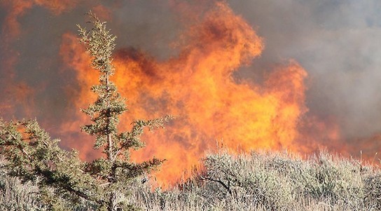 Burning invasive juniper maintains sagebrush do...