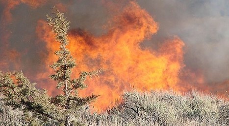 Burning invasive juniper maintains sagebrush dominance | Coastal Restoration | Scoop.it