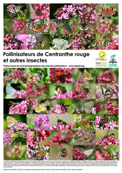 [Poster] Pollinisateurs de centranthe rouge et autres insectes | Insect Archive | Scoop.it