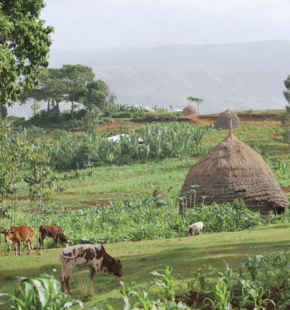 The Modern View of Domestication Special Feature | SEED-DREAM Lab info | Scoop.it