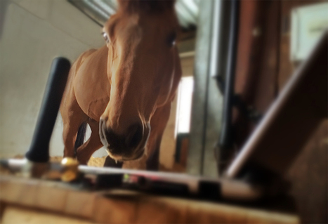 Smart Farming: Monitoring Horses and Equine Facility Management with Waspmote | Libelium | Smart Cities & The Internet of Things (IoT) | Scoop.it