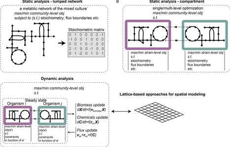 Towards applications of genome-scale metabolic model-based approaches in designing synthetic microbial communities | RMH | Scoop.it