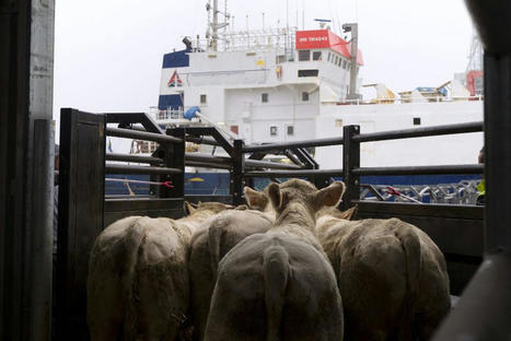 Port de Sète : 780 bovins bientôt abattus après un aller-retour en bateau à Alger | Actualité Bétail | Scoop.it