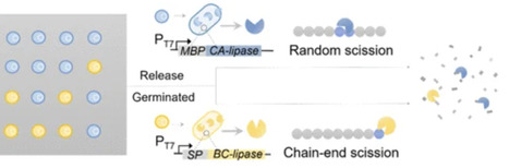 Degradable Living Plastics Programmed by Engineered Microbial Consortia | acs | RMH | Scoop.it