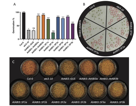Medicago ABI3 Splicing Isoforms Regulate the Expression of Different Gene Clusters to Orchestrate Seed Maturation | SEED-DREAM Lab info | Scoop.it