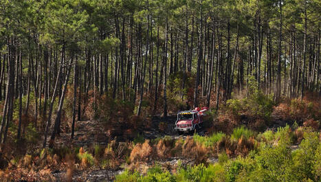 Apr&egrave;s les incendies&nbsp;: qui s'occupe de nos for&ecirc;ts&nbsp;? | Paysage - Agriculture | Scoop.it