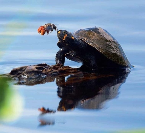 L’abeille et la tortue, une fable du parc national Yasuní | EntomoNews | Scoop.it