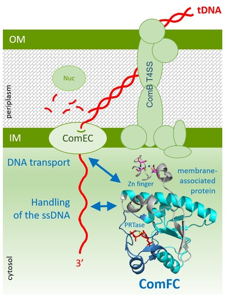 ComFC mediates transport and handling of single-stranded DNA during natural transformation | I2BC Paris-Saclay | Scoop.it