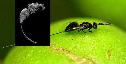 Ancient 'fig wasp' lived tens of million years before figs / Un ancien pollinisateur du figuier existait avant les figuiers | EntomoNews | Scoop.it