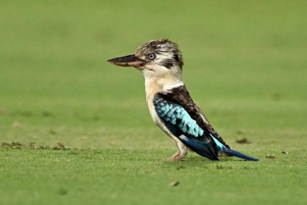 Des scientifiques découvrent un taux important de changement de sexe chez certains oiseaux | Toxique, soyons vigilant ! | Scoop.it