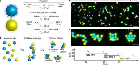 Self-assembly of emulsion droplets through programmable folding | SynBioFromLeukipposInstitute | Scoop.it