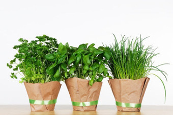 Plant a windowsill garden | Gardening Life | Scoop.it