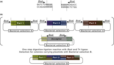 New Phytologist: Standards for plant synthetic biology: a common syntax for exchange of DNA parts (2015) | Publications from The Sainsbury Laboratory | Scoop.it