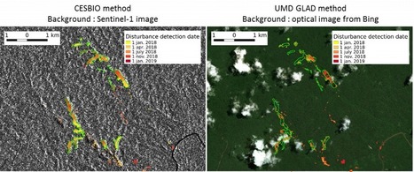 Near real time detection of deforestation in French Guiana | Biodiversité | Scoop.it