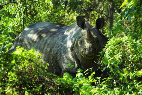 Les rhinocéros unicornes du Népal sont sauvés | Histoires Naturelles | Scoop.it