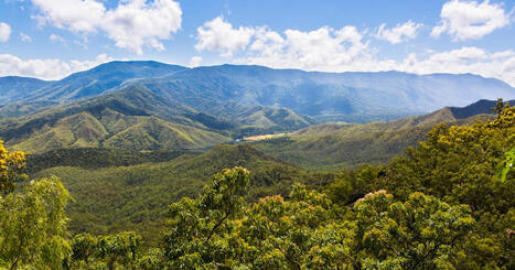 La forêt tropicale australienne est devenue émettrice de C02, d’après une nouvelle étude -  Courrier international | Biodiversité | Scoop.it