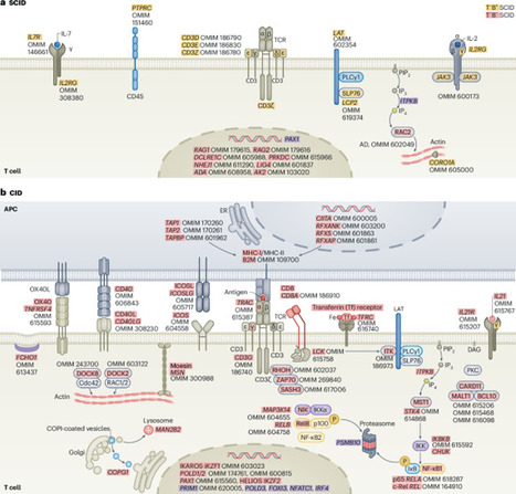 The impact of genetic immune disorders on infections including COVID-19, inflammatory bowel disease and cancer | Nature Immunology | Immunology | Scoop.it