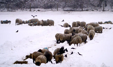 Rolling snowballs the size of tumbledriers down the hill | Nature Flash | Scoop.it