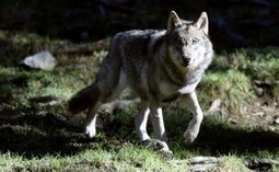 Savoie: L'abattage de six loups autorisé après une action de séquestration - 20minutes.fr | Biodiversité | Scoop.it