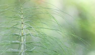La prêle des champs (Equisetum arvense) | La Cabane aux Arômes | Scoop.it