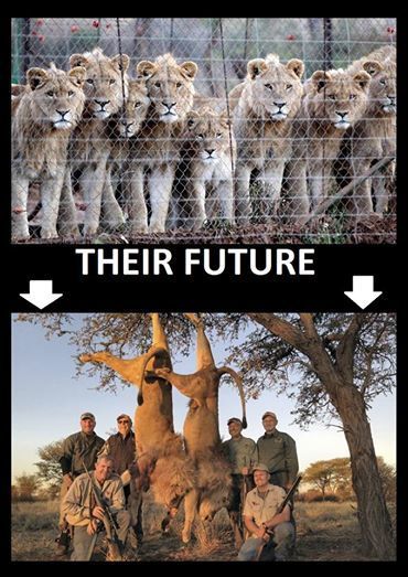 TROPHY & CANNED HUNTING:  Elephants, rhinos, lions, leopards, Tigers For Trophy Hunting  VIDEO | BIODIVERSITY IS LIFE  – | Scoop.it