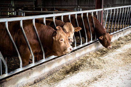 Produire de la viande de bœuf, combien ça coûte à un éleveur ? | Actualités de l'élevage | Scoop.it