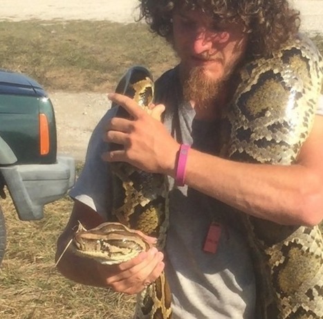 Florida Python Challenge Nets 106 Snakes During Monthlong Hunt | Coastal Restoration | Scoop.it