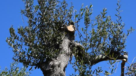 Italie : la bact&eacute;rie Xylella fastidiosa menace la r&eacute;colte d'olives et d&eacute;cime les arbres | CIHEAM Press Review | Scoop.it