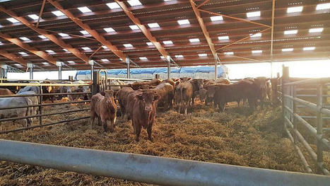 Boiteries : quelles lésions podales affectent le plus les jeunes bovins en engraissement ? | Actualités de l'élevage | Scoop.it