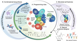Fungal polyketide biosynthesis as a platform for designer natural products | npr | RMH | Scoop.it