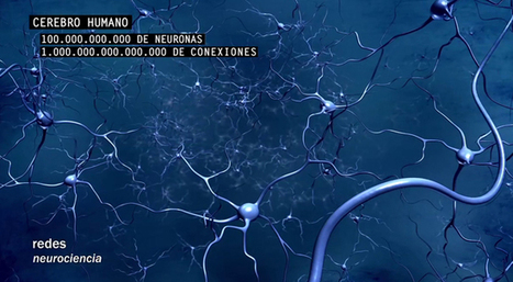 Redes para la Ciencia &raquo; Redes 160: C&oacute;mo se conectan las neuronas | NeuroPsicoEducaci&oacute;n al D&iacute;a | Scoop.it