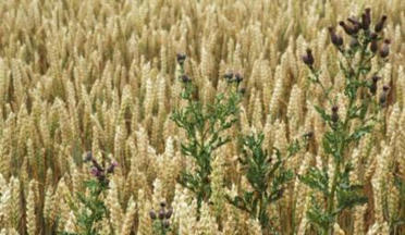 La coopération sociale entre plantes, un atout pour réduire l'usage des pesticides ? • | SCIENCES DU VEGETAL | Scoop.it