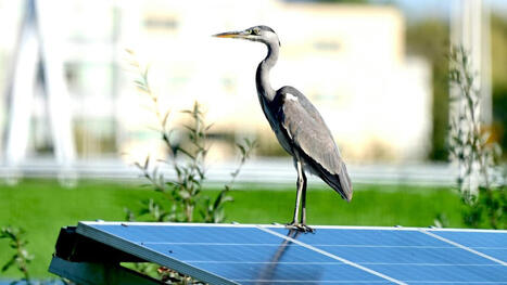 La meilleure chose pour la Terre est de mettre des panneaux solaires dans des tourbi&egrave;res, demandez aux oiseaux | Energies Renouvelables | Scoop.it