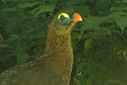 Camera trap captures first ever video of rarely-seen bird in the Amazon...and much more | RAINFOREST EXPLORER | Scoop.it