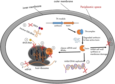 Toxin&ndash;antitoxin systems and their role in disseminating and maintaining antimicrobial resistance FEMS | RMH | Scoop.it