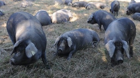 "Porc Noir de Bigorre" en AOC - France 3 Midi-Pyrénées | Vallées d'Aure & Louron - Pyrénées | Scoop.it