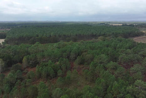 "Tous les bois du massif des Landes pourraient disparaître" : comment un petit ver invisible menace tout un paysage | BABinfo Pays Basque | Scoop.it