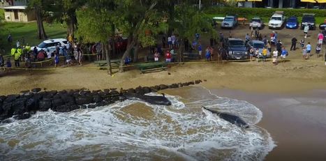 5 pilot whales die after 'traumatizing' stranding on Kauai | Coastal Restoration | Scoop.it