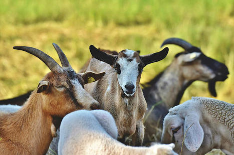 Hérault : l'abattage des animaux à la ferme va démarrer au printemps | La Gazette des abattoirs | Scoop.it