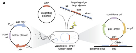 Oligonucleotide genetics for Pseudomonas aeruginosa enables high throughput hypomorph screening | brvt | RMH | Scoop.it