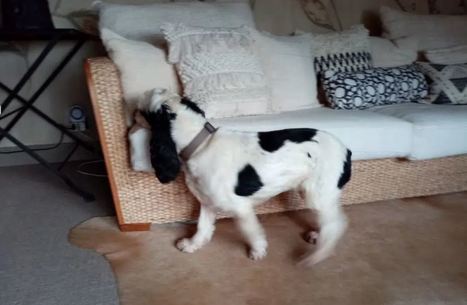 Des chiens renifleurs contre les punaises de lit | Vari&eacute;t&eacute;s entomologiques | Scoop.it