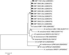Rhizobia with 16S rRNA and nifH Similar to M. huakuii but Novel recA, glnII, nodA and nodC Genes Are Symbionts of New Zealand Carmichaelinae | Plant-Microbe Symbiosis | Scoop.it