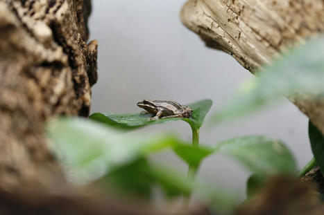 Inside the emergency effort to save Quebec’s tiny chorus frogs | Ils parlent de nous ! | Scoop.it