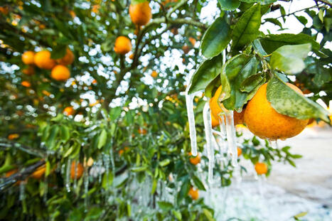 Warning Issued for Florida as New Winter Storm Takes Shape - Newsweek | Operation Deimos | Scoop.it