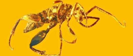 Une ancienne guêpe aptère, aujourd'hui éteinte, retrouvée dans de l'ambre de 100 millions d'années / Ancient wingless wasp, now extinct, is one of a kind | EntomoNews | Scoop.it